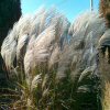 Miscanthus Kleine Fontaine